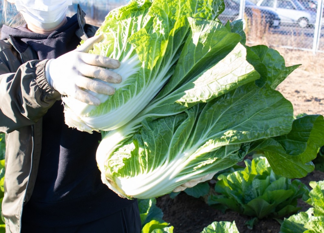 コンドウ農園の採れたて冬野菜セット2024