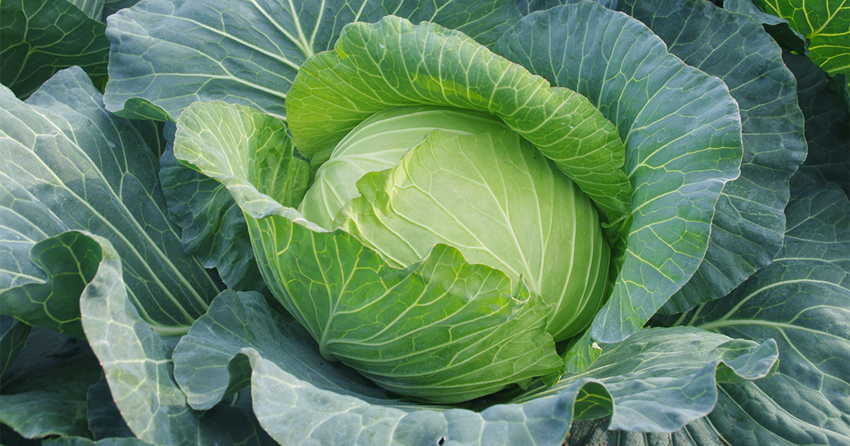 キャベツ