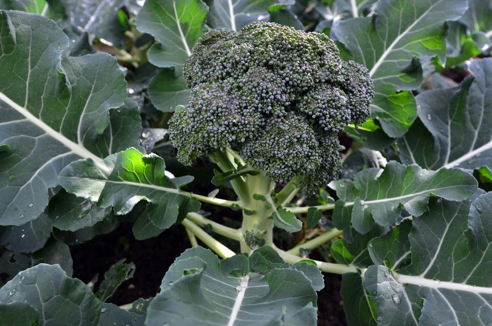 ブロッコリー　500g